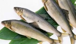 新闻爆料海鱼视频大全,海鱼视频大全精彩呈现