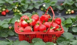 爆料种植草莓视频大全最新,揭秘最新视频大全中的种植技巧与经验分享