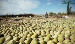 新疆吃瓜网红是谁啊图片,揭秘瓜界新宠儿的魅力风采