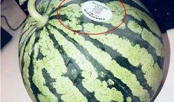 七夕吃瓜网红是谁,揭秘当红网红背后的瓜田秘事