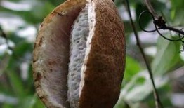 凯里网红吃八月瓜,揭秘神秘水果的口感与魅力