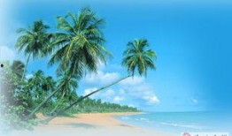 娱乐吃瓜酱椰树,娱乐吃瓜酱椰树，带你领略热带风情