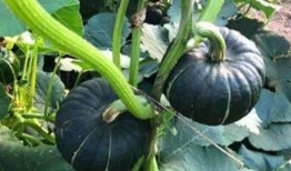 七夕吃瓜网红是谁,揭秘当红网红背后的瓜田秘事