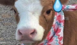 娱乐吃瓜酱旺仔,揭秘娱乐圈那些不为人知的幕后故事