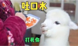 娱乐吃瓜酱外婆养大的羊羊长啥样,娱乐吃瓜酱的温馨回忆