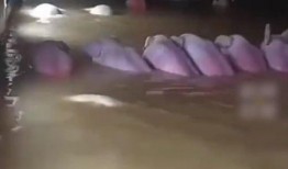 网友爆料猪场视频播放网站,网友热议养殖行业新现象