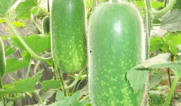 网红刘二萌吃瓜图片高清,高清美图曝光！