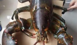 骚年龙虾爆料视频大全,视频大全揭秘幕后真相