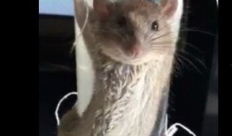 最新爆料老鼠视频大全集,最新老鼠视频大全集深度解析