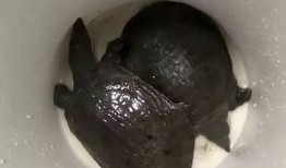 网红小甲鱼爆料视频,揭秘幕后真相