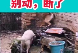 今日搞笑爆料视频下载,笑出腹肌的瞬间