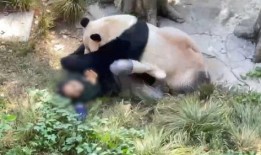 大白熊猫爆料视频,揭秘幕后真相