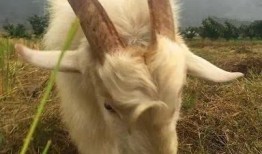 娱乐吃瓜酱外婆养大的羊羊长啥样,娱乐吃瓜酱的温馨回忆