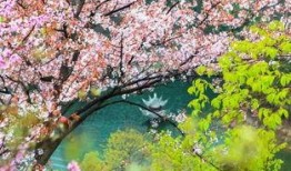 樱花视频在线观看,畅享视觉盛宴，尽享云端观影体验