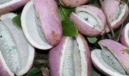 凯里网红吃八月瓜,揭秘神秘水果的口感与魅力