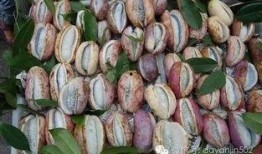 凯里网红吃八月瓜,揭秘神秘水果的口感与魅力