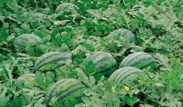 高州网红吃瓜群微信,揭秘网络红人的幕后生活