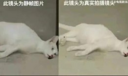 娱乐吃瓜君虐猫,道德底线何在？