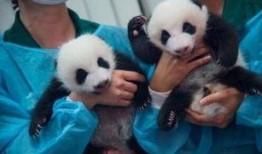 大白熊猫爆料视频,揭秘幕后真相