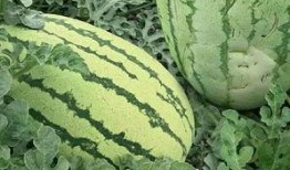 怎么免费吃瓜,轻松解锁瓜界盛宴