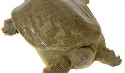 网红小甲鱼爆料视频,揭秘幕后真相