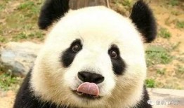 大白熊猫爆料视频,揭秘幕后真相