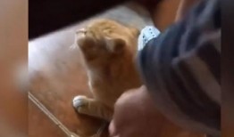 最新爆料老鼠视频大全集,最新老鼠视频大全集深度解析